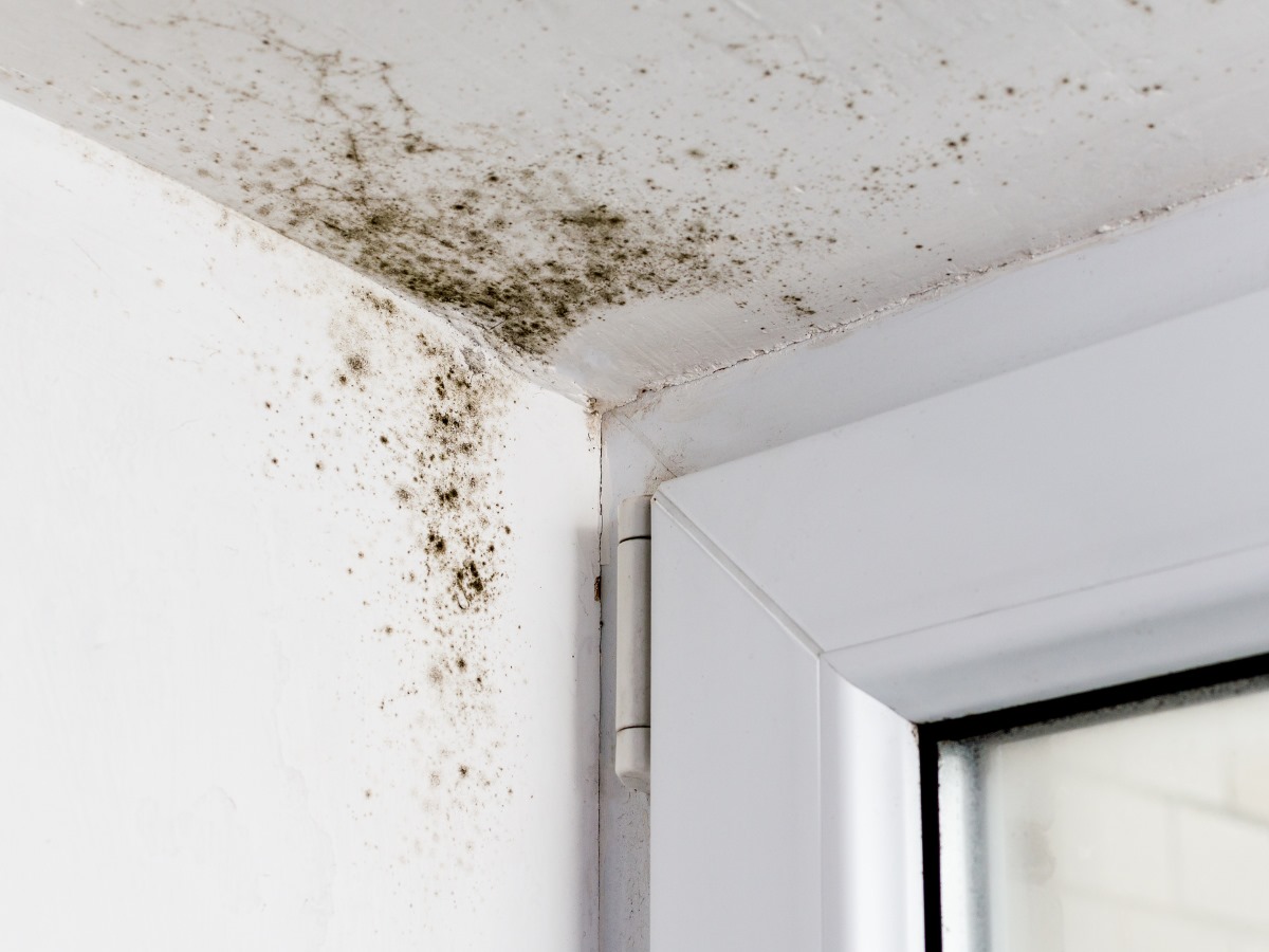 Mold-Growth-in-the-Home-Everything-You-Need-to-Know