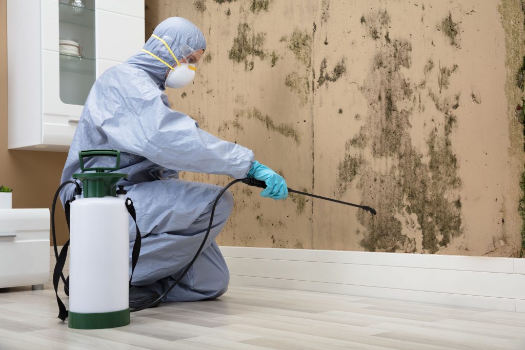 Professional Mold Remediation: Everything You Should Know
