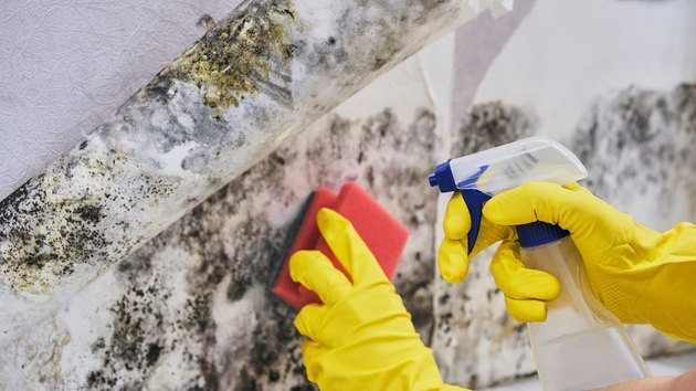 Moldy Wall Cleaning
